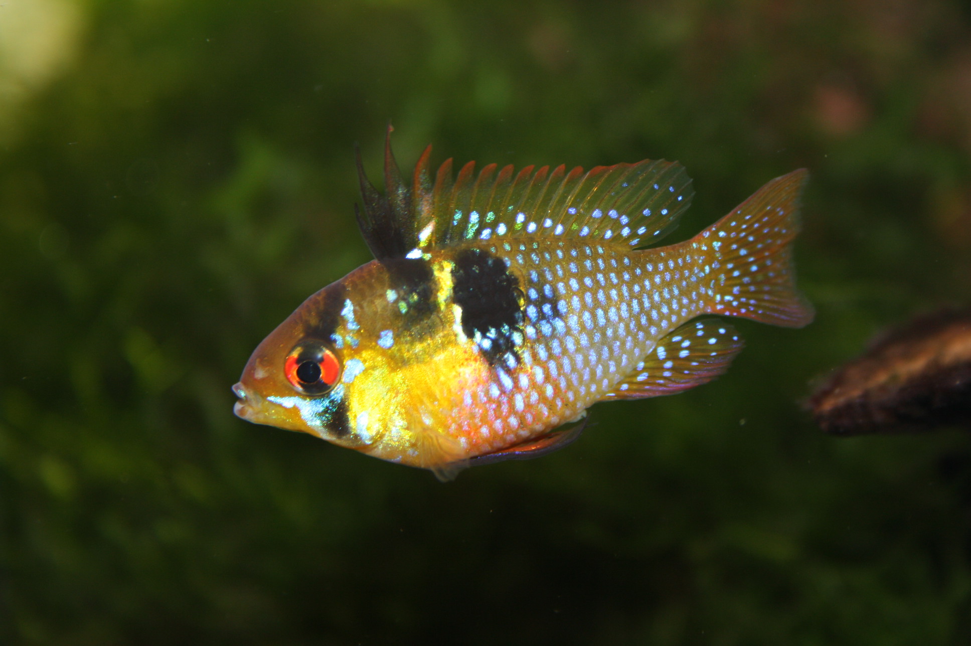 Altes Aquarium, neue Kamera