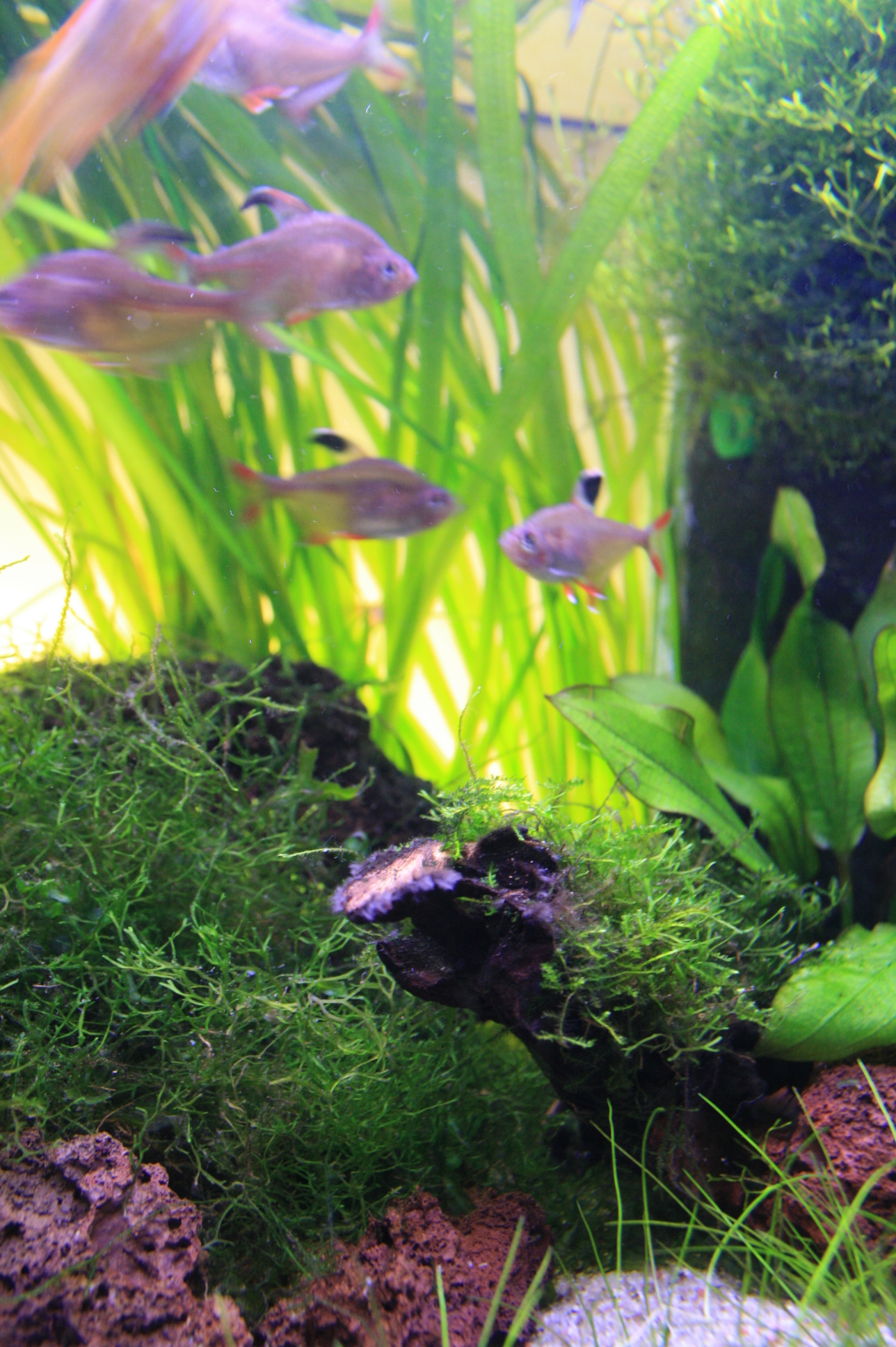 Altes Aquarium, neue Kamera