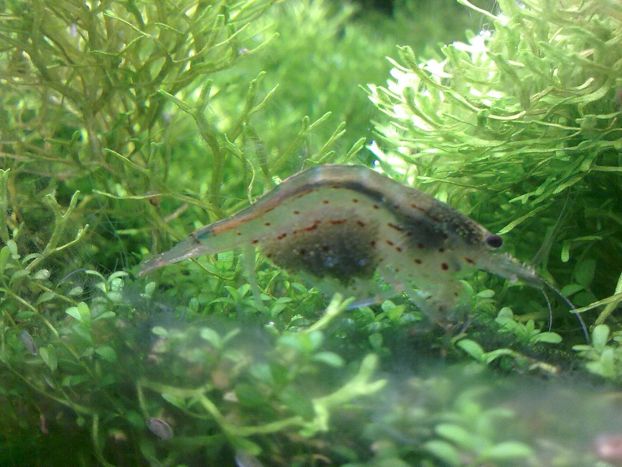 Amano mit Eier