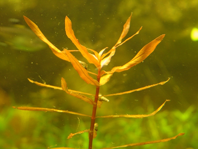 Ammannia Gracilis