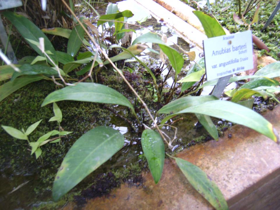 Anubias Barteri Var. Angustifolia