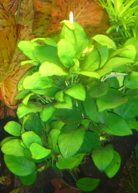 Anubias Barteri Var. Nana - 001