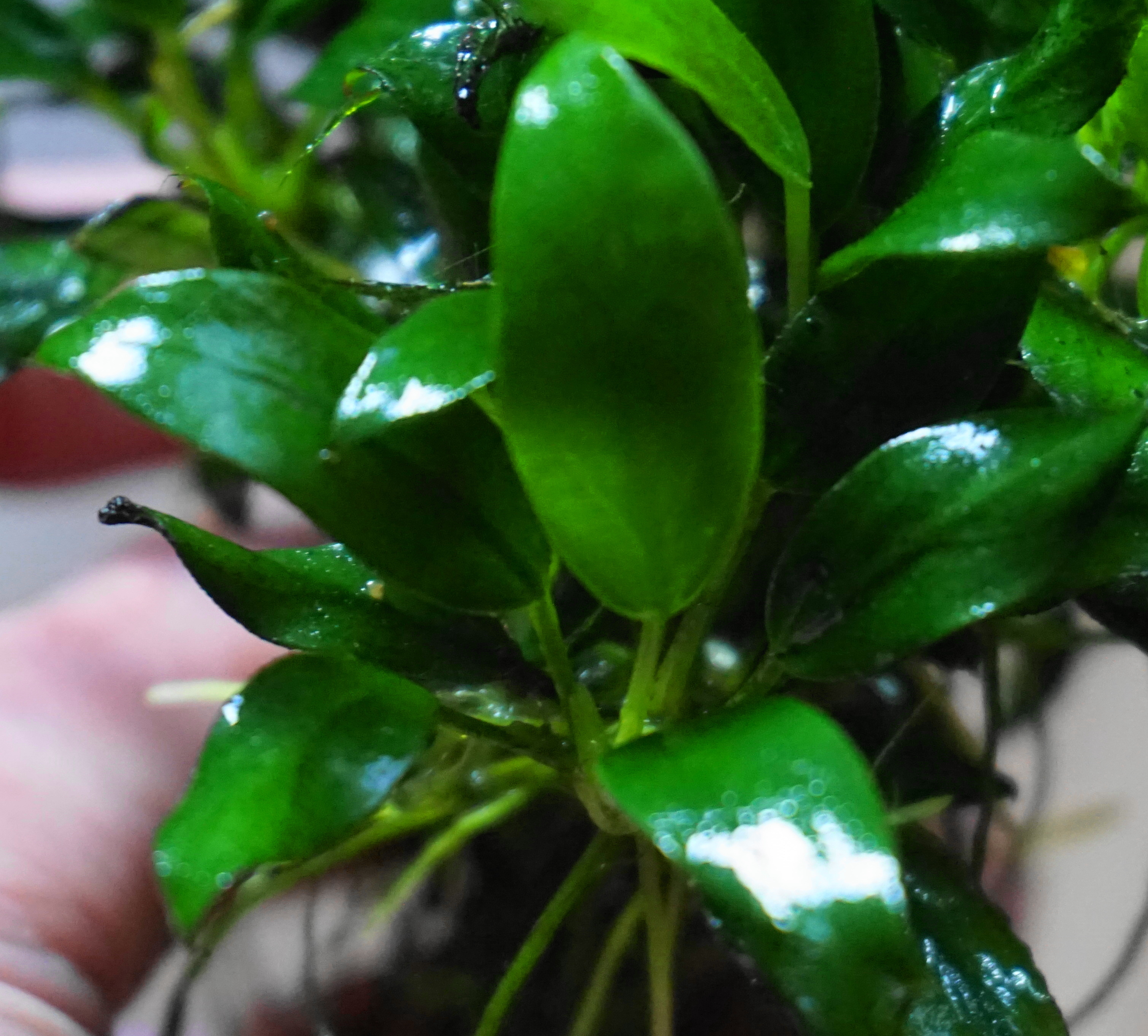 Anubias pangolino von Aquaflora