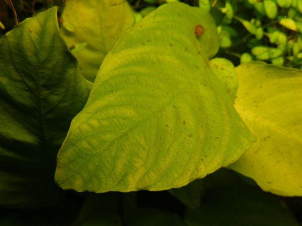 Anubias