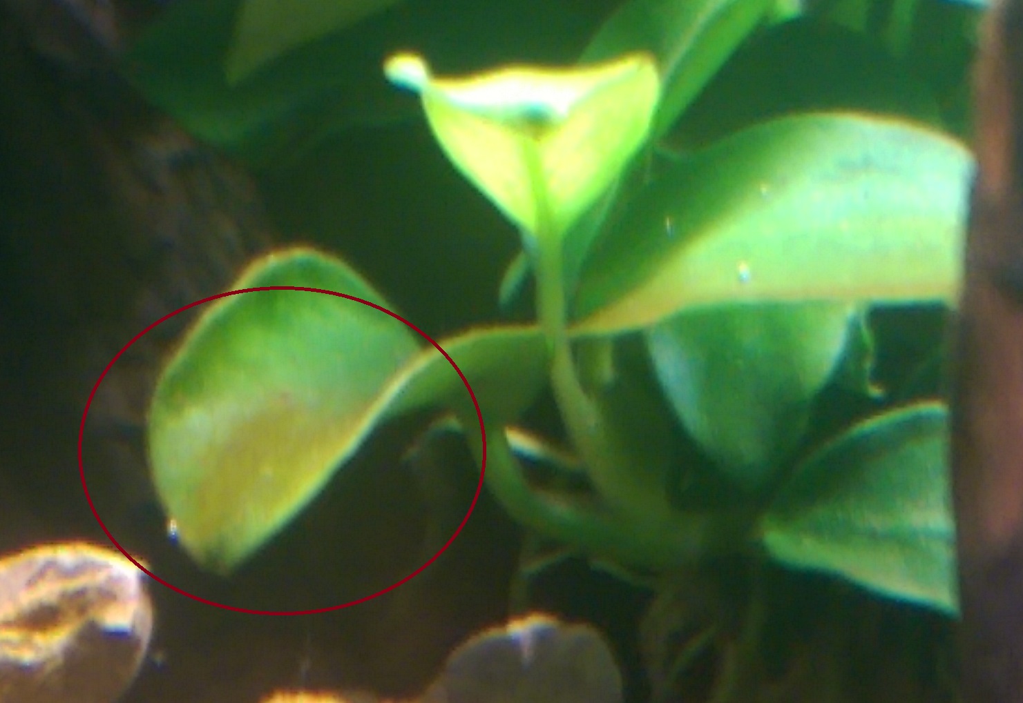 Anubias