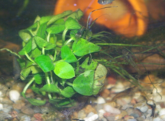 anubias4stdspaeter