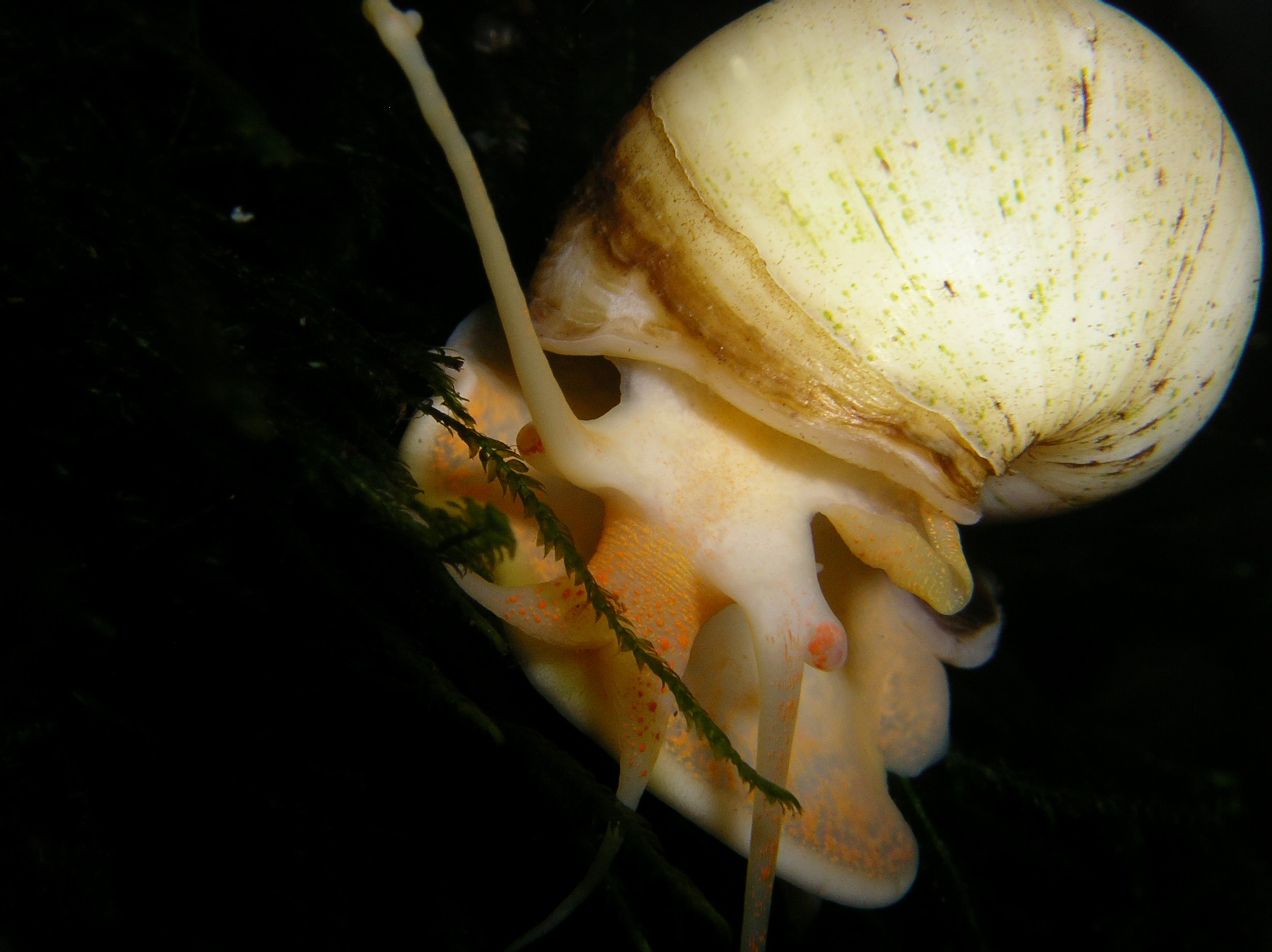 Apfelschnecke (1)