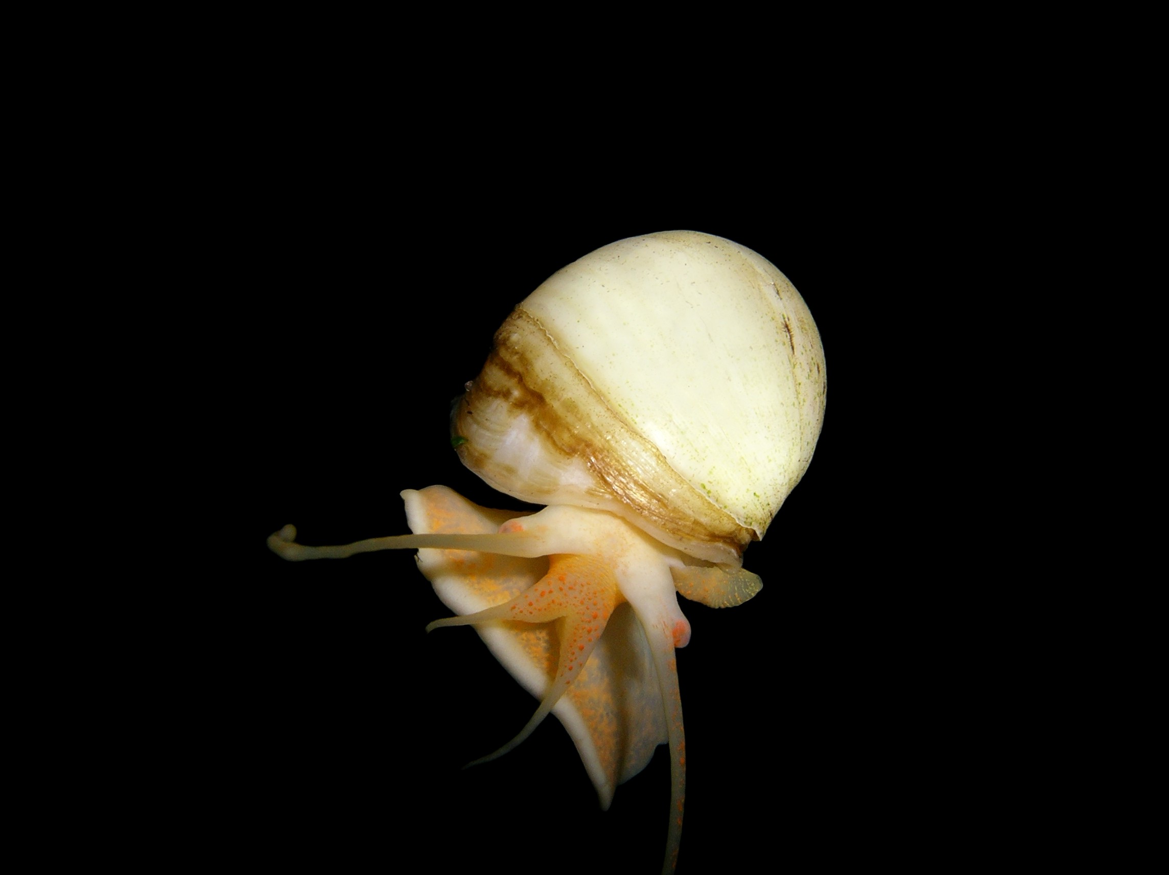 Apfelschnecke (2)