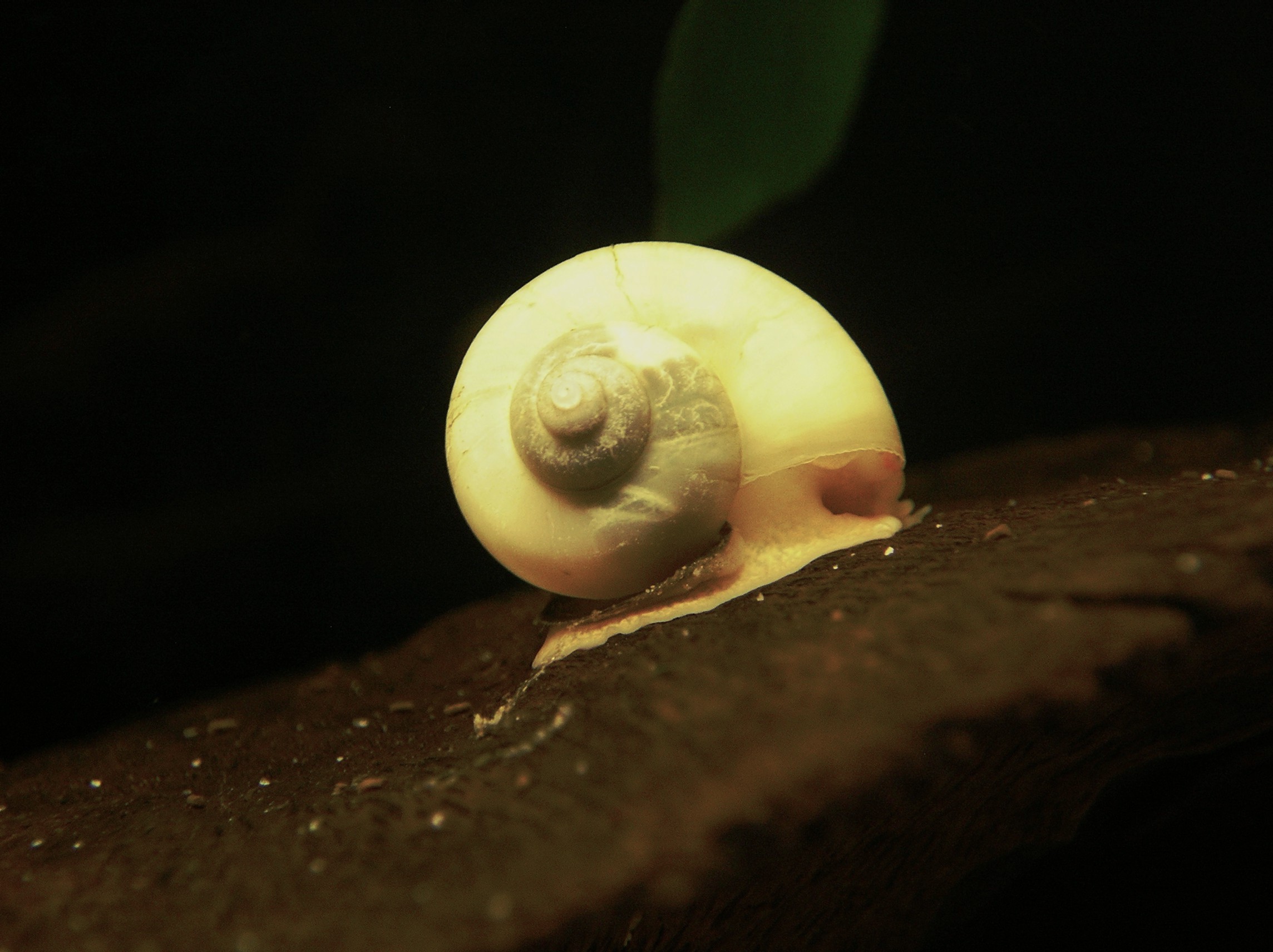 Apfelschnecke (4)