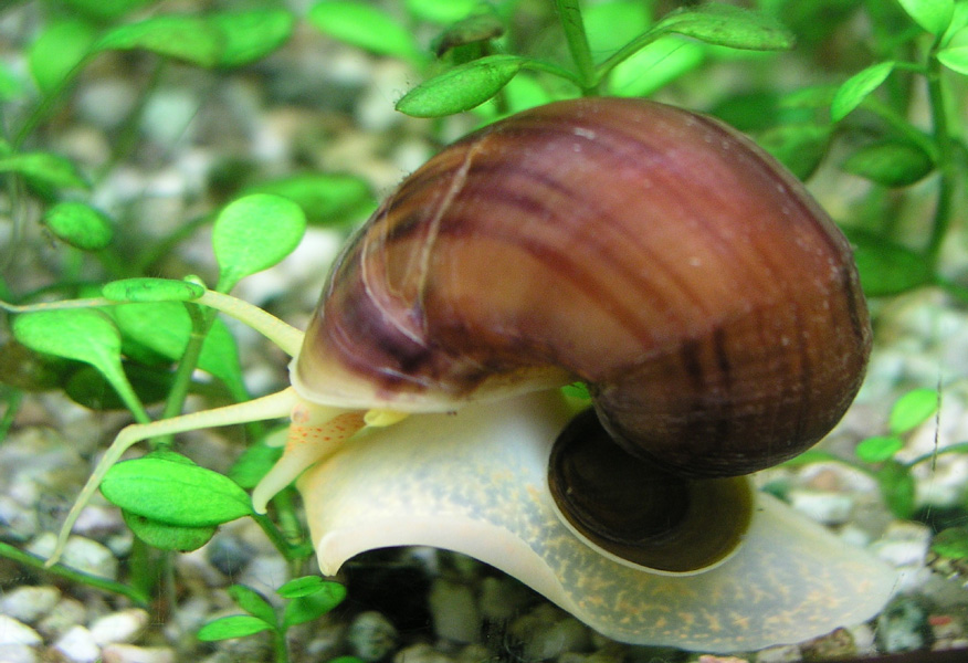 Apfelschnecke1