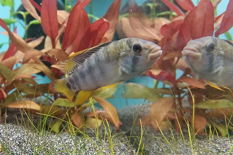 Apistogramma baenschi