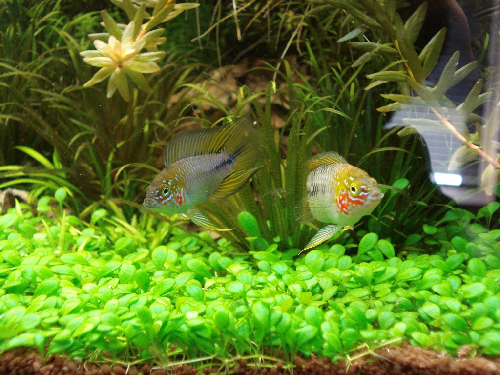 Apistogramma borelli Opal1