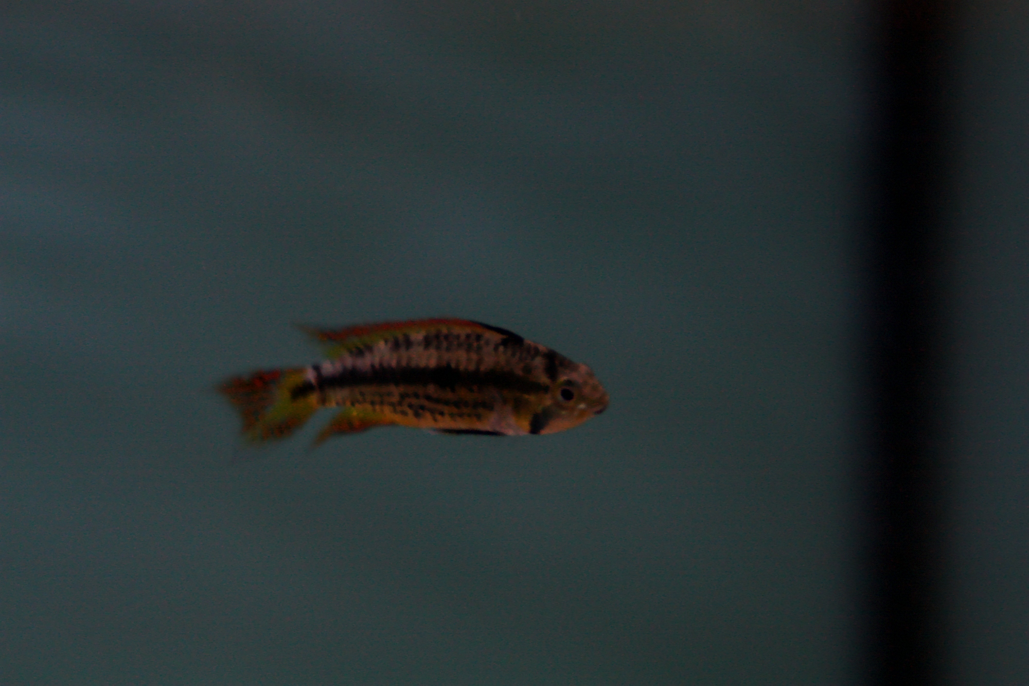 apistogramma cacatuoides double red 02