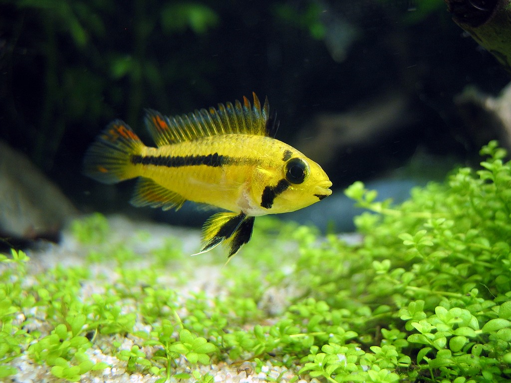 Apistogramma-cacatuoides-w