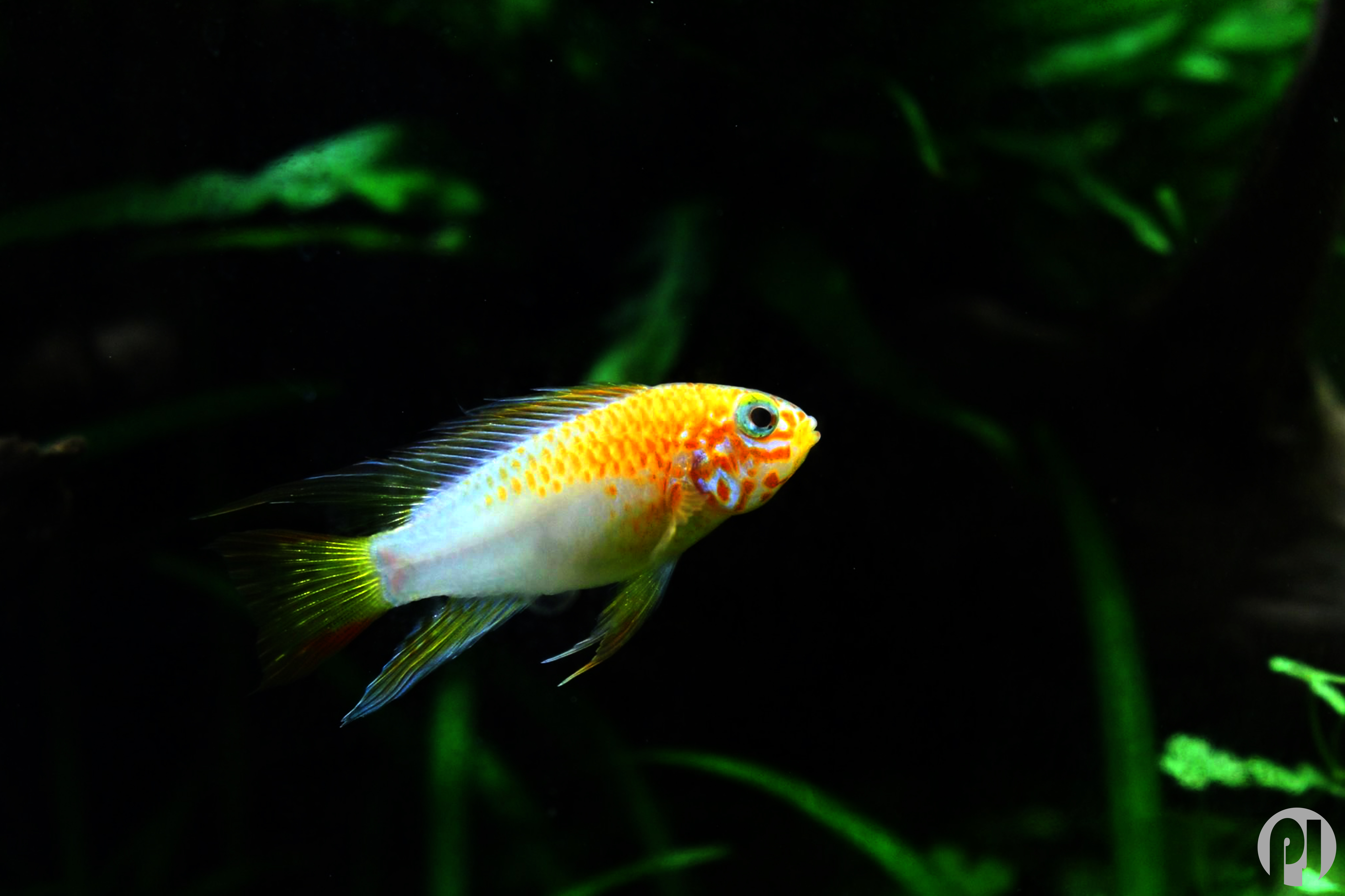 Apistogramma Macmasteri Gold 2