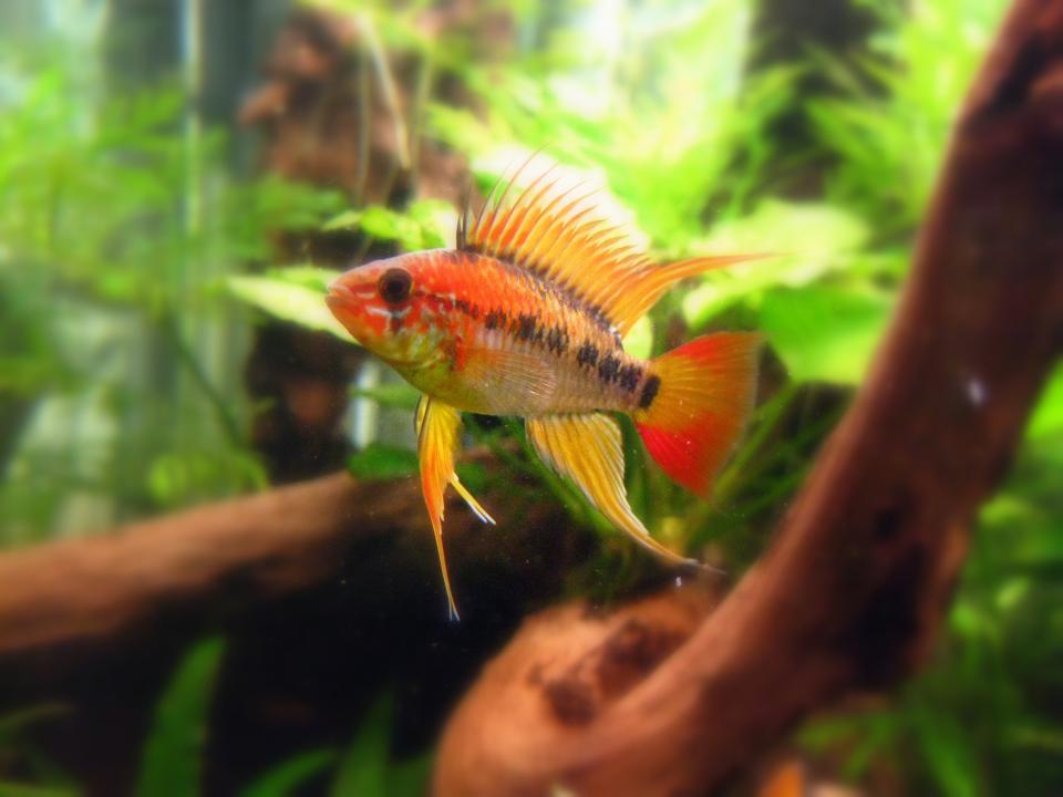 apistogramma macmasteri