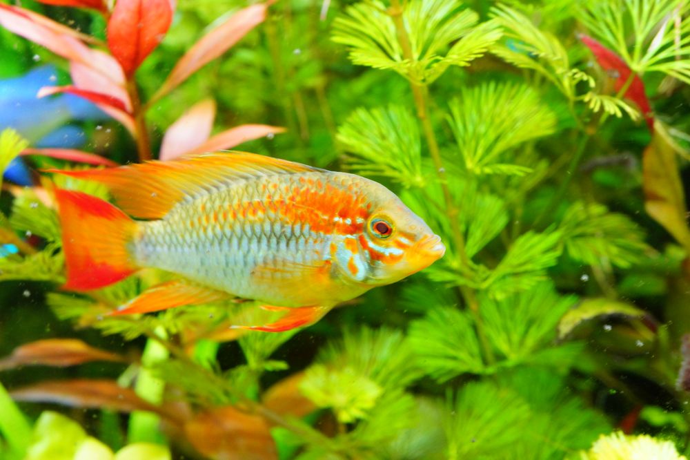 Apistogramma Macmasterii