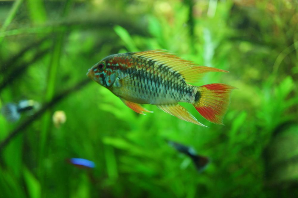 Apistogramma Macmasterii