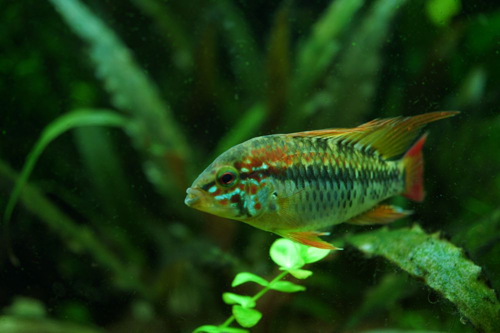 Apistogramma Macmasterii