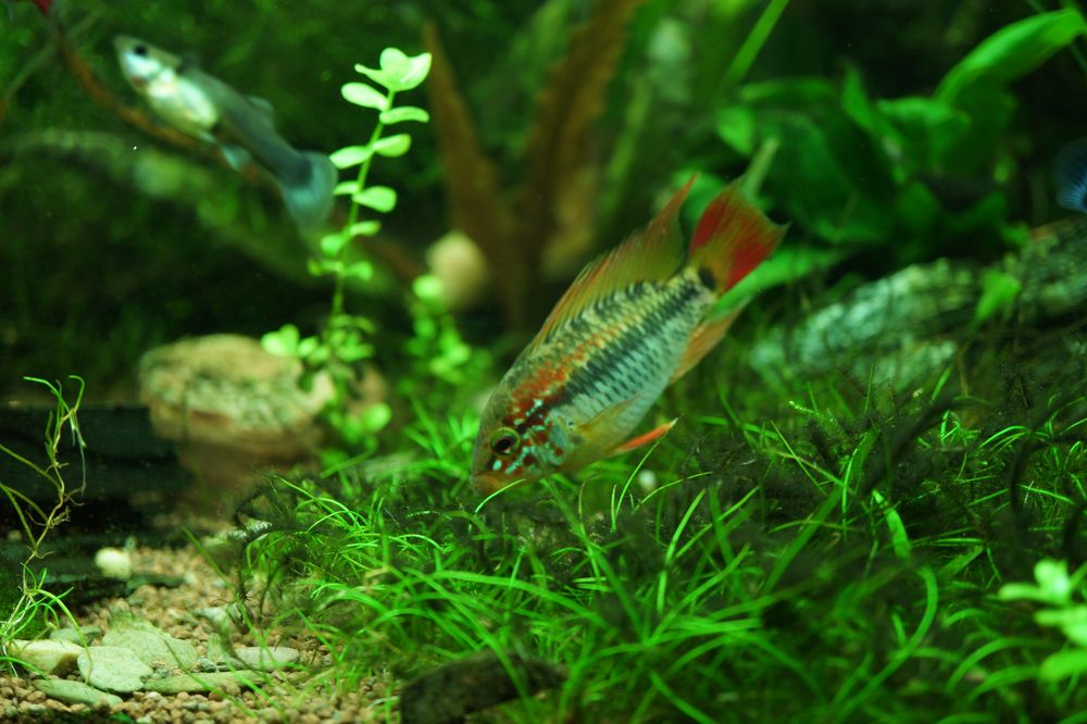 Apistogramma Macmasterii