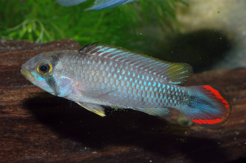 Apistogramma-panduro