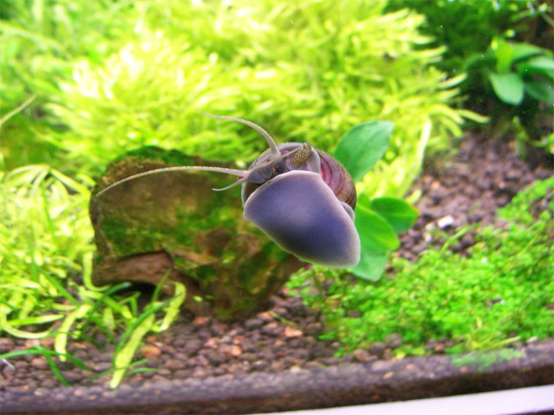 applesnail