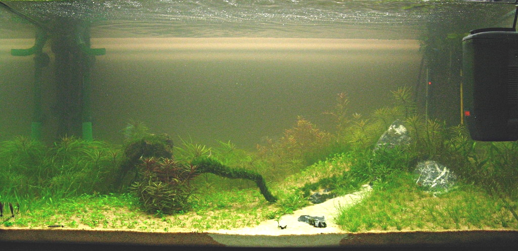 Aquarium 21.01.08 004-2-1