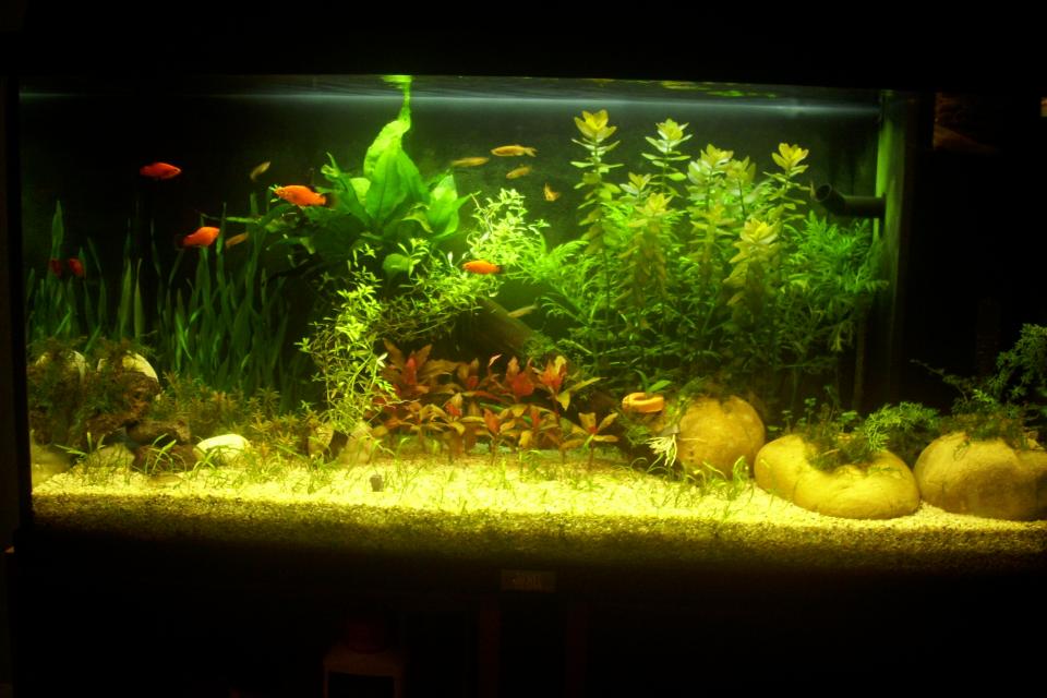 Aquarium Am 9. März