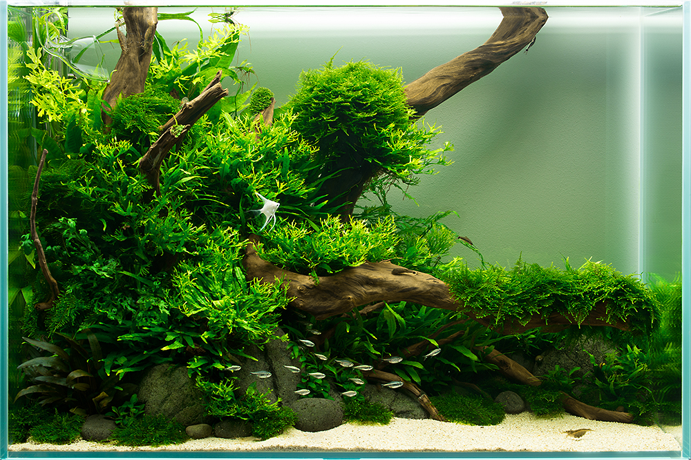 Aquarium small