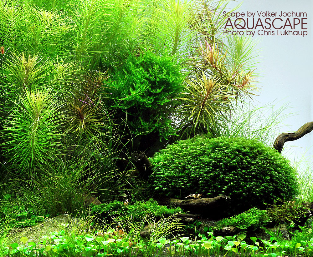 Aquascape 2