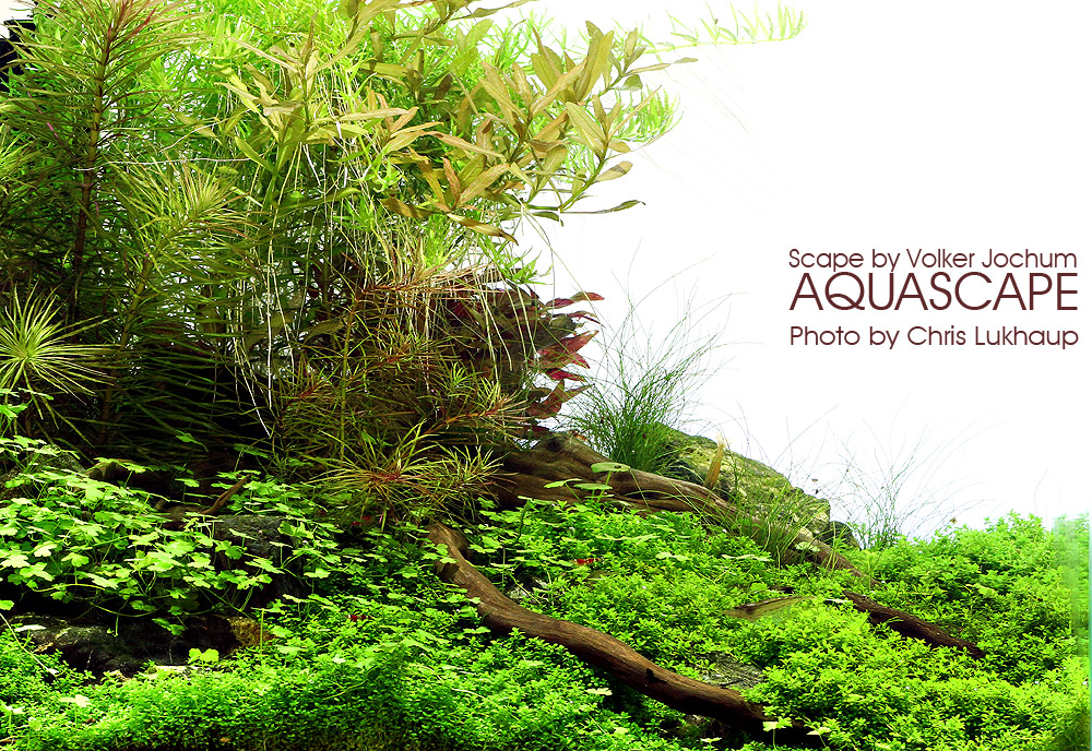 Aquascape Test Dennerle