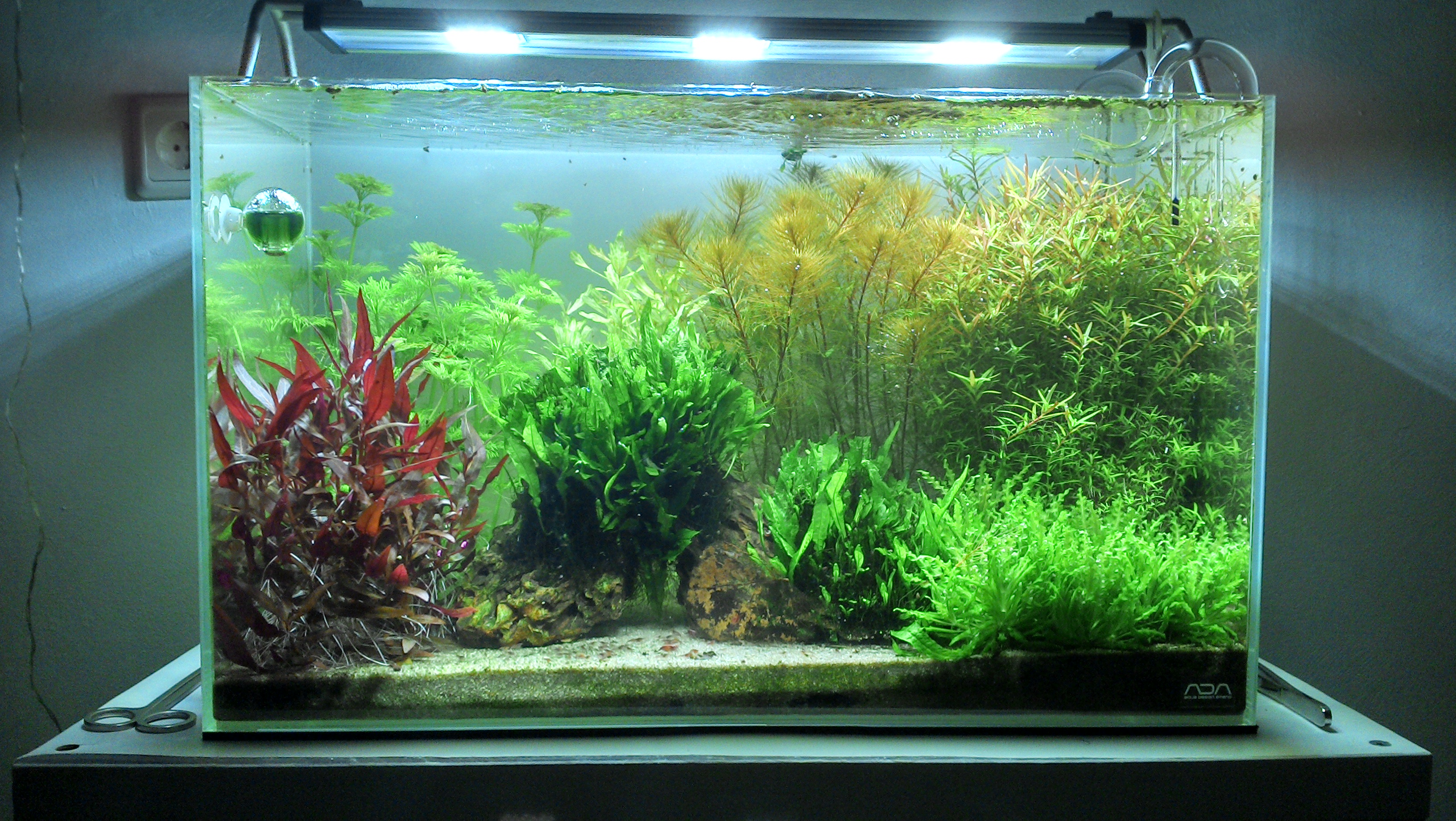 Aquascape