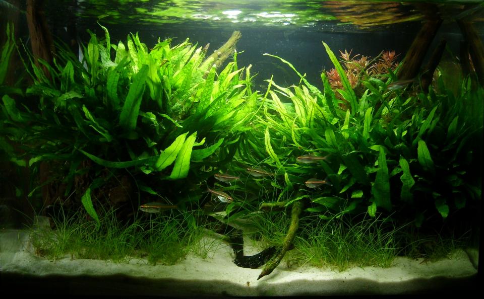 Aquascaping Contest Bild 1