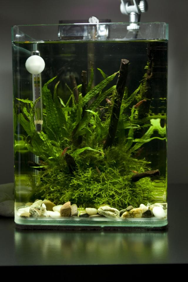 Aquatic Nature Coocoon  1 (10l)