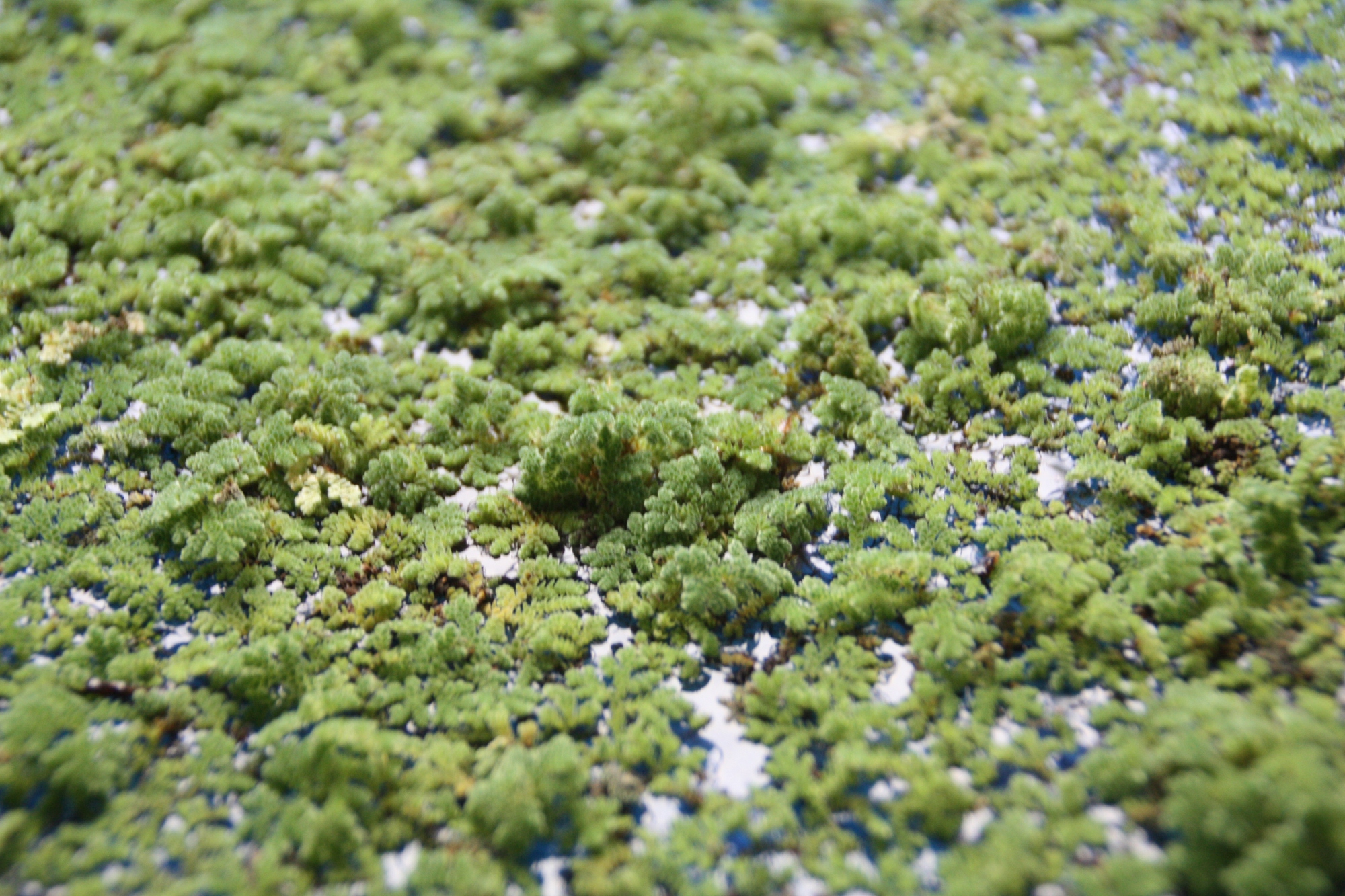 Azolla filiculoides 02