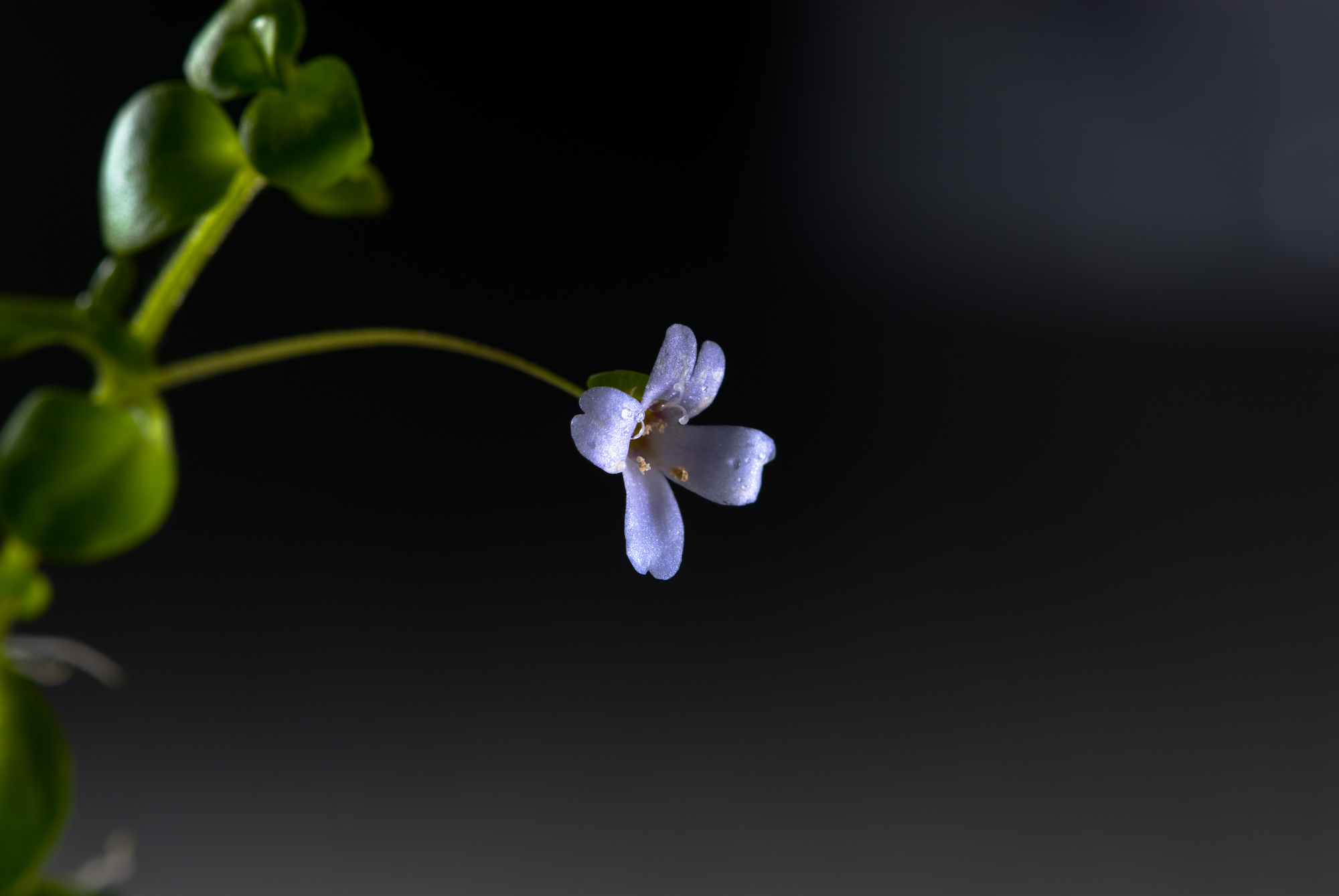 Bacopa australis 001