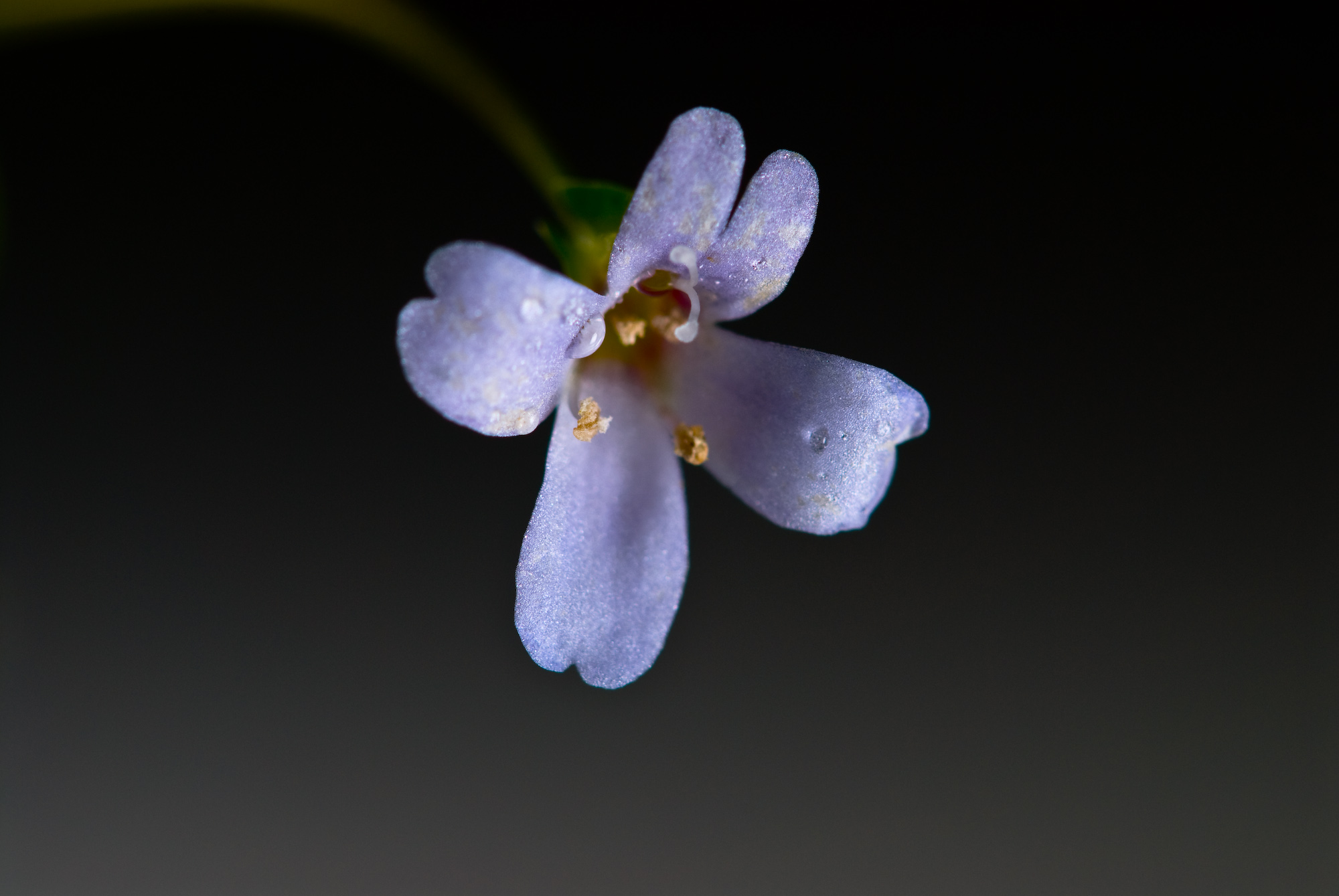 Bacopa australis 002