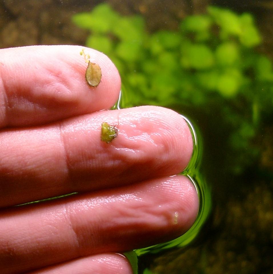 Bacopa Australis Blätter