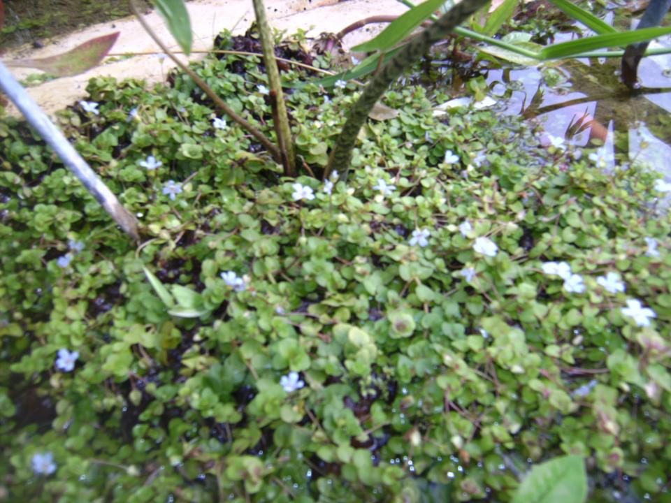 Bacopa Australis