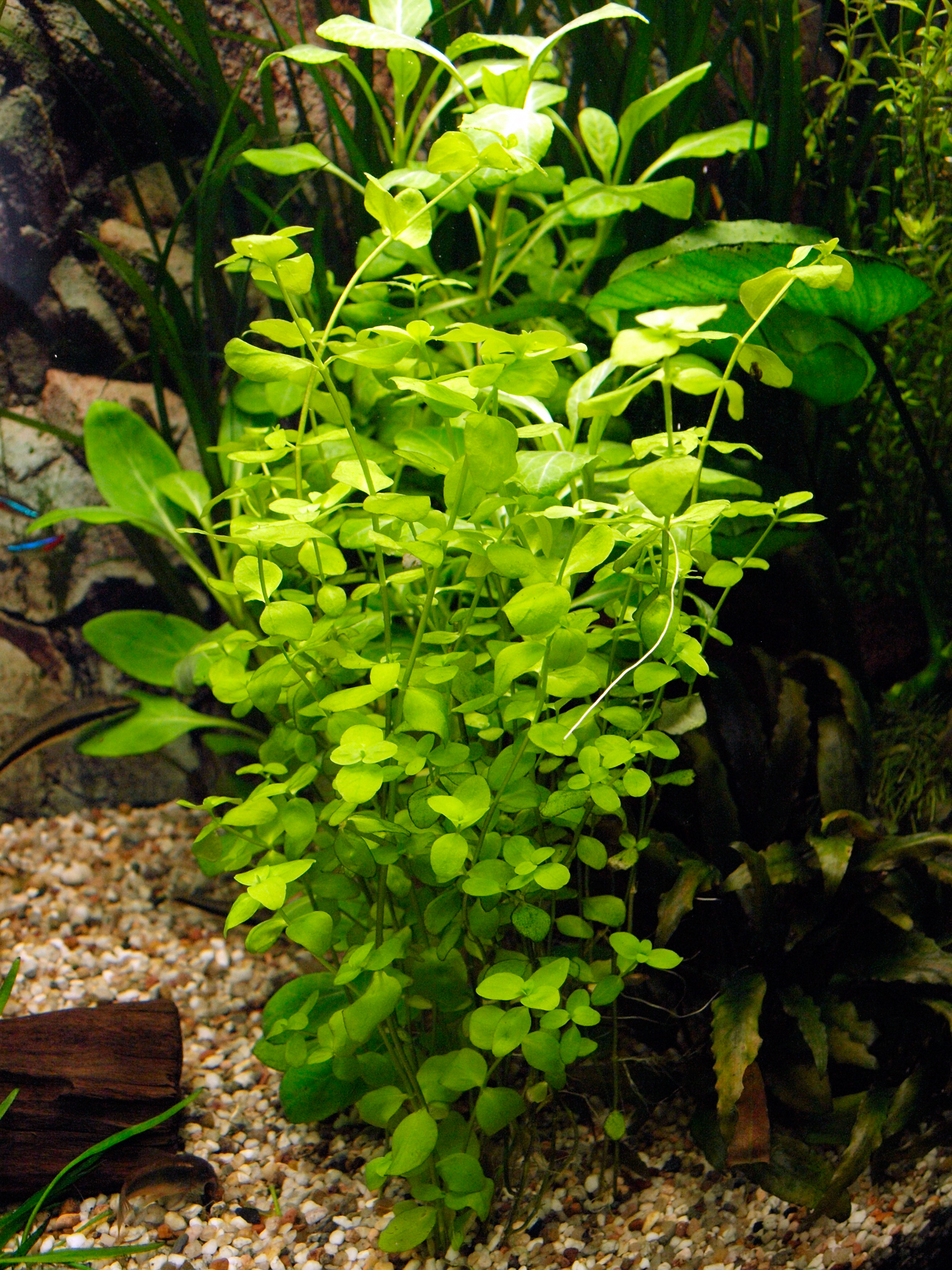 Bacopa Monnieri