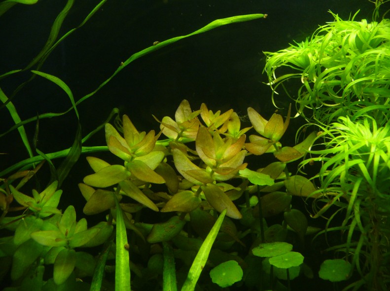 Bacopa