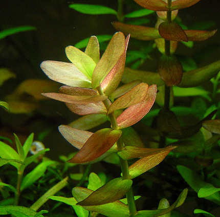 bacopa