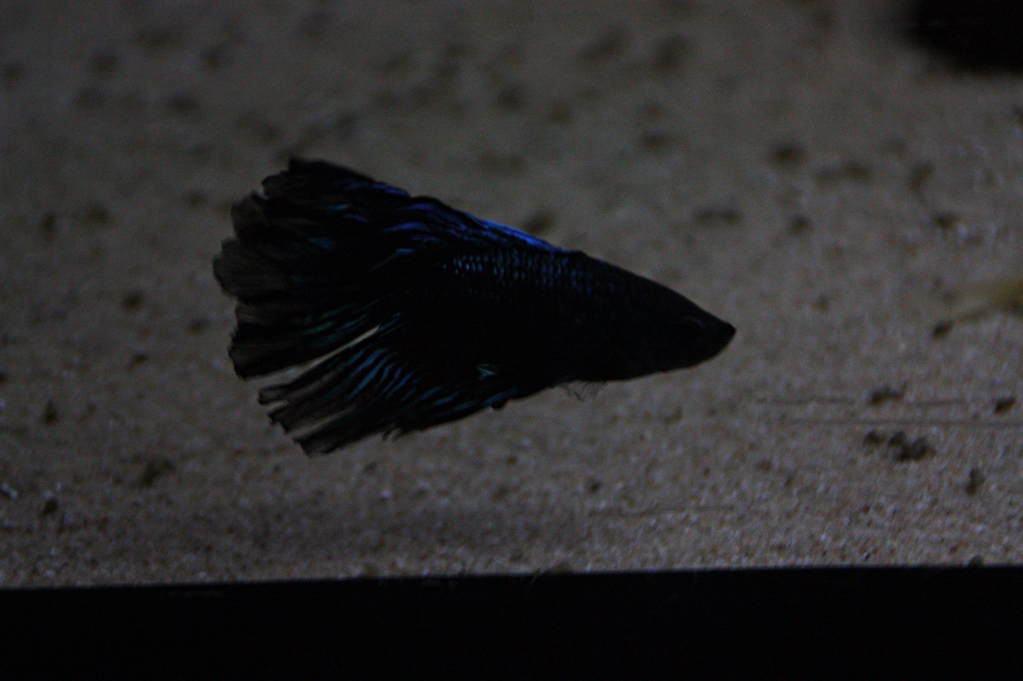 betta splendens 04