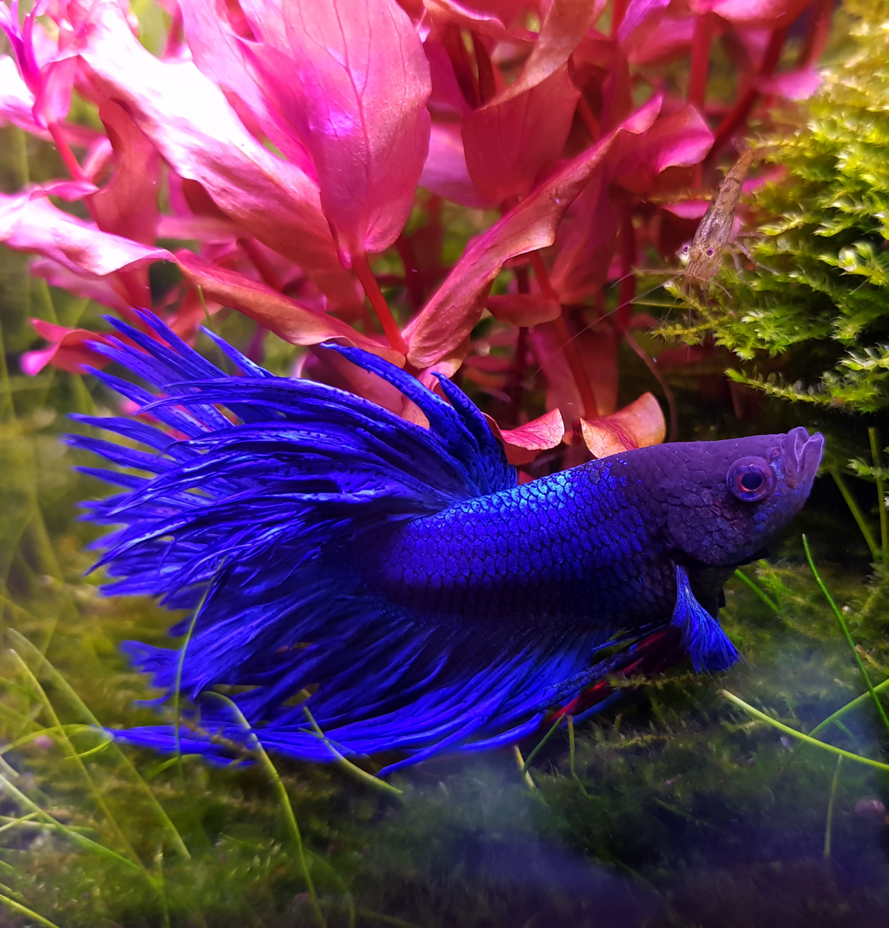 Betta splendens