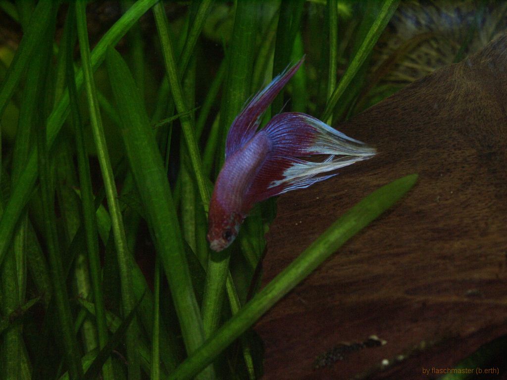 betta09.09