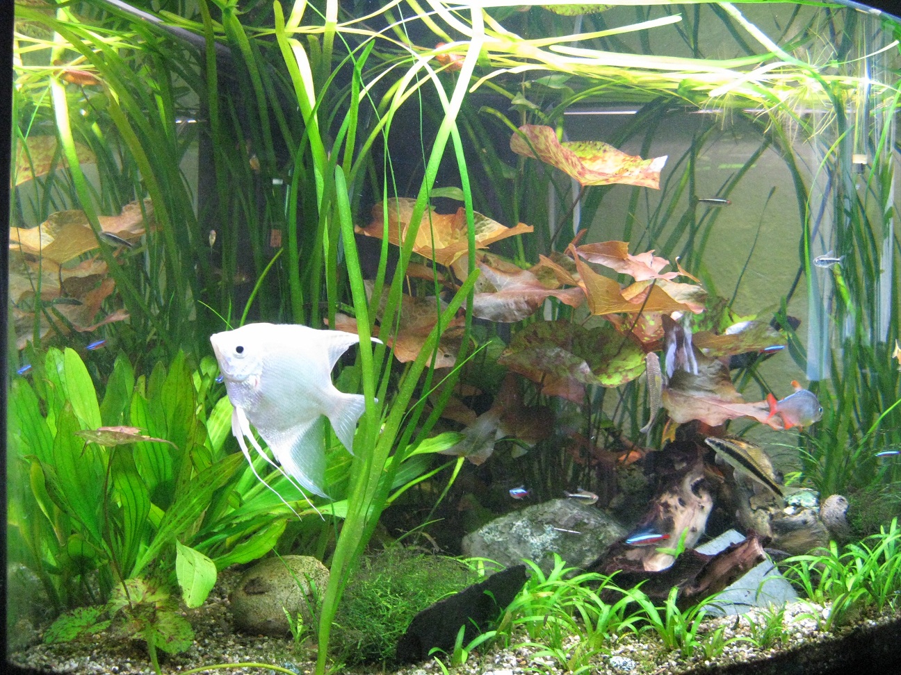 bigmfls Aquarium 2