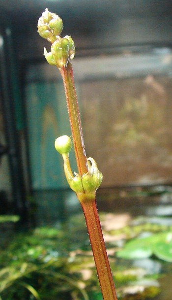 Blüte Unbekannter Pflanze