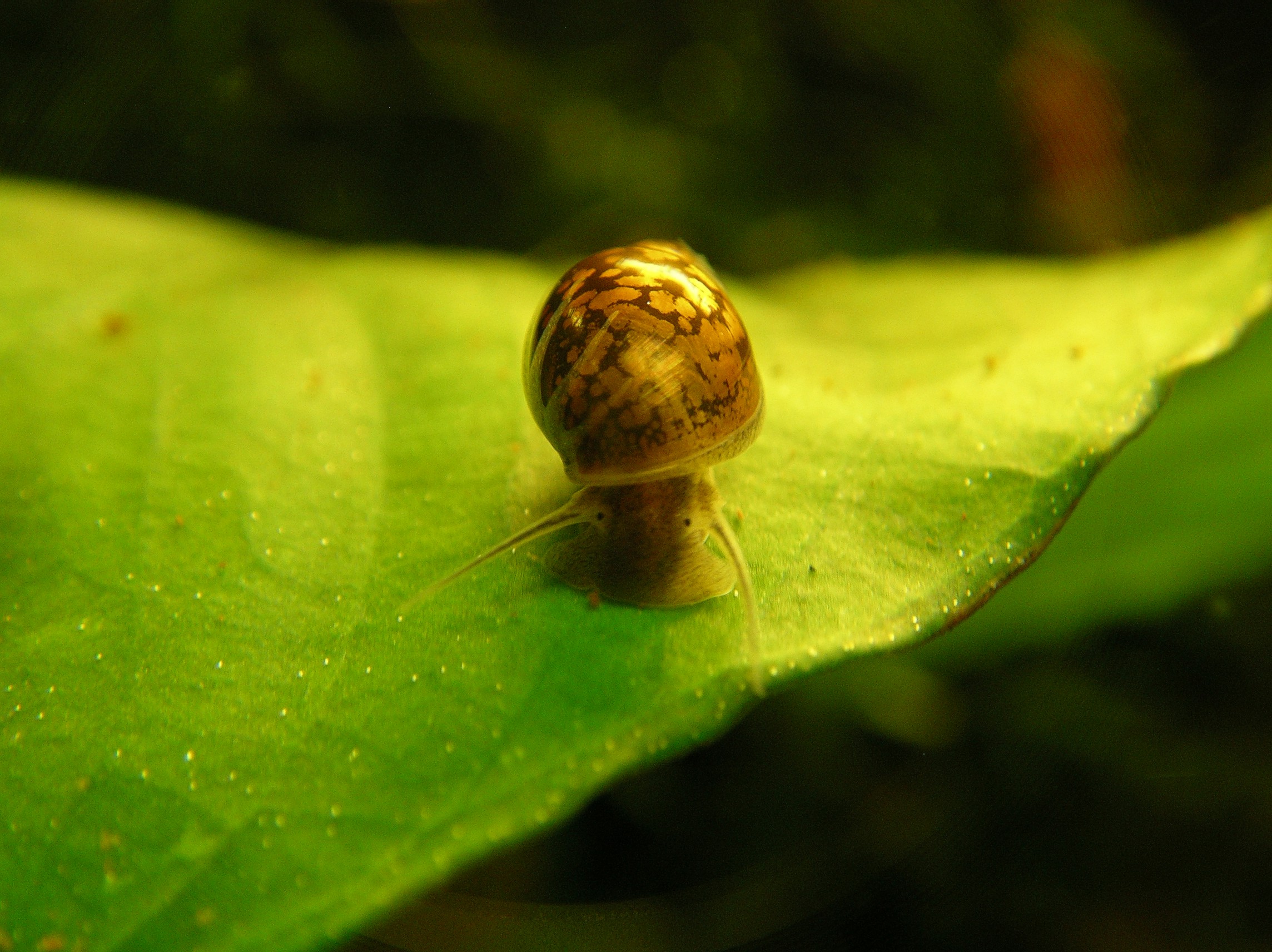 Blasenschnecke2