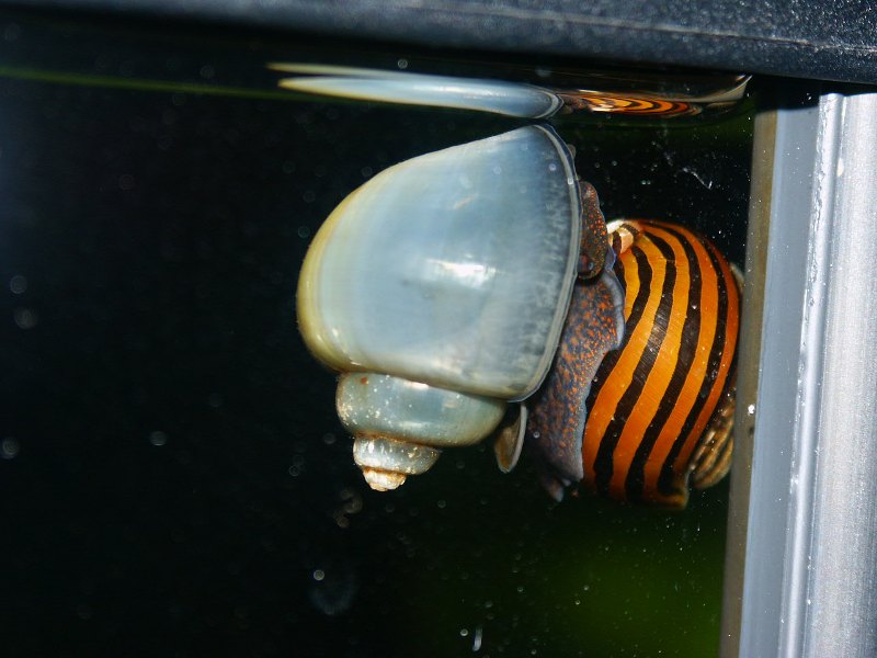 Blaue Apfelschnecke &quot;überholt&quot; Tiger(renn)schnecke