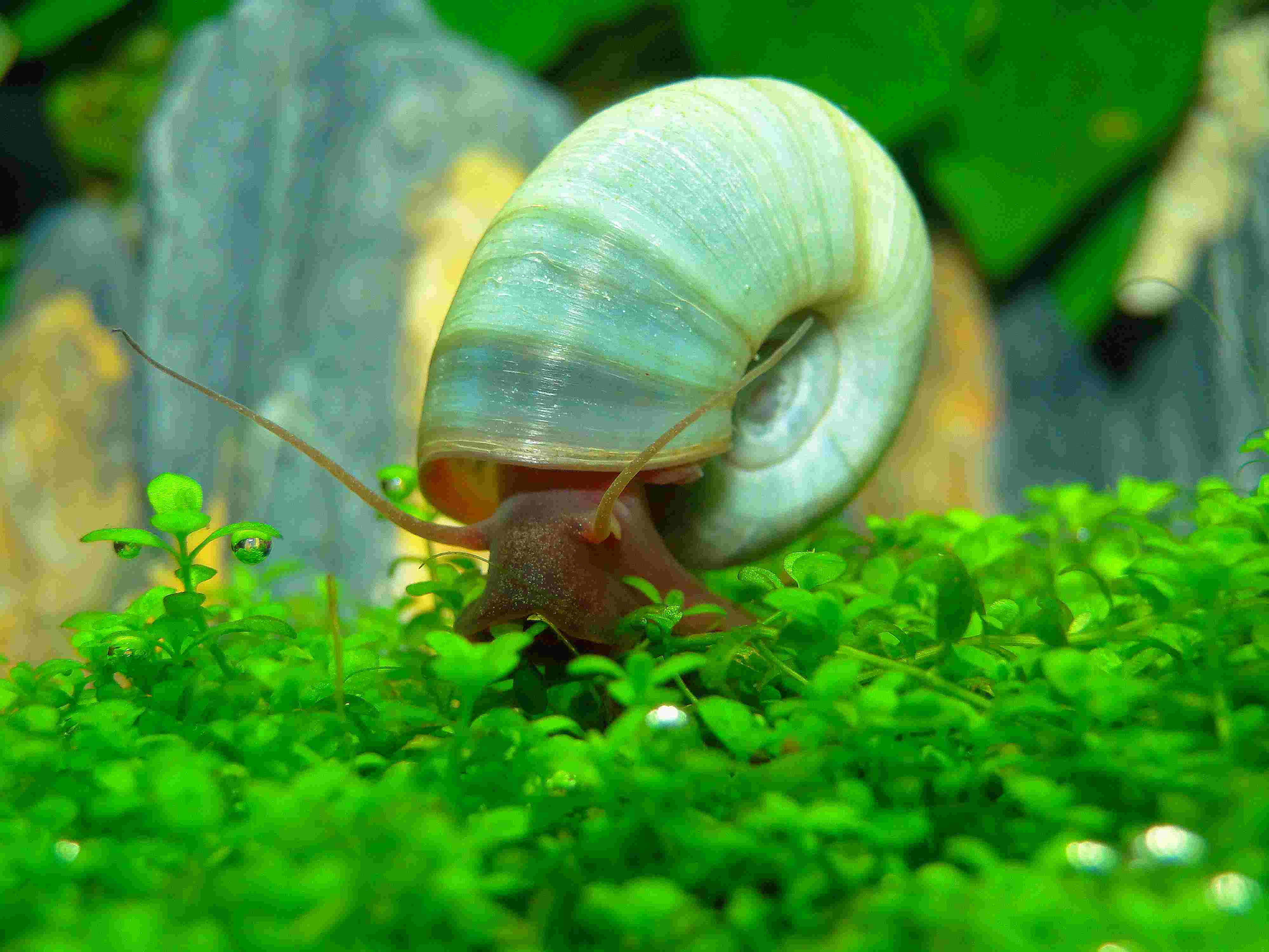 Blaue Posthornschnecke